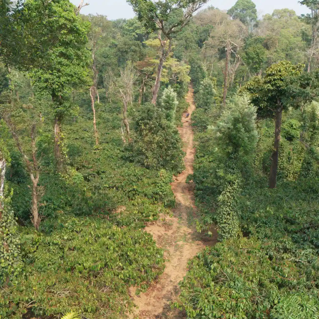 Image of coffee estate road.