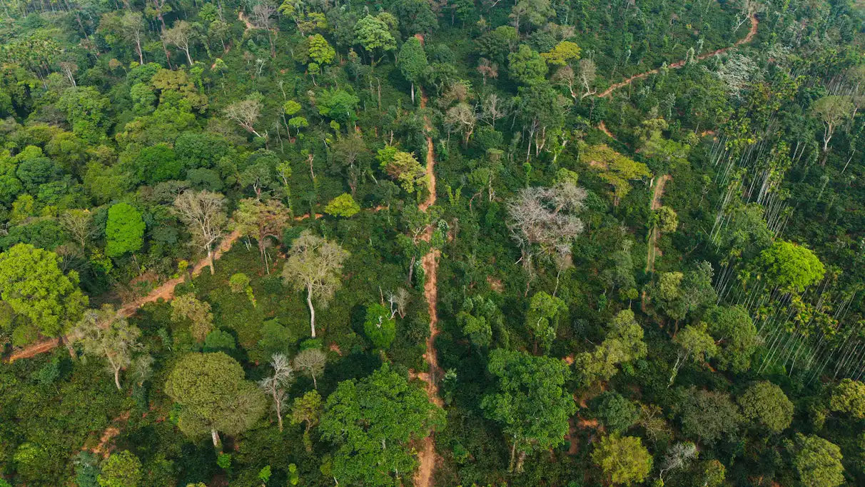 Aerial drone view of Coorg coffee estate showing lush plantation where Grandpa House coffee is grown in Karnataka India